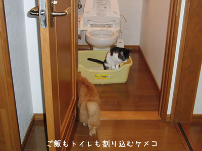 掃除中のトイレに割り込んだケメコ