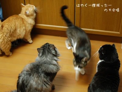 餌の準備をする猫塔職人の足元にまとわりつく猫たち
