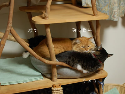 キャットタワーの上の猫ベッドは大入り満員
