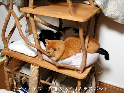 キャットタワーの上の猫ベッドは人気スポット