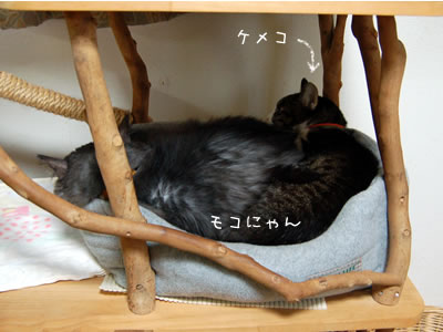 キャットタワーの中の猫ベッドにみっちり詰まっているケメコとモコにゃん