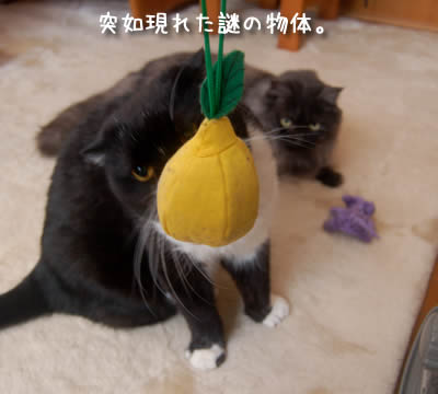 何だこれ?