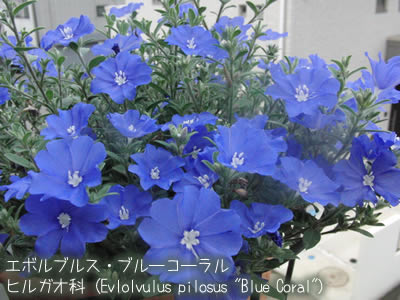 青い花がかわいいエボルブルス　ブルーコーラル