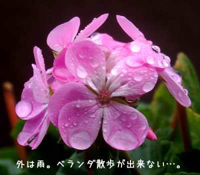 雨にぬれたゼラニウムの花