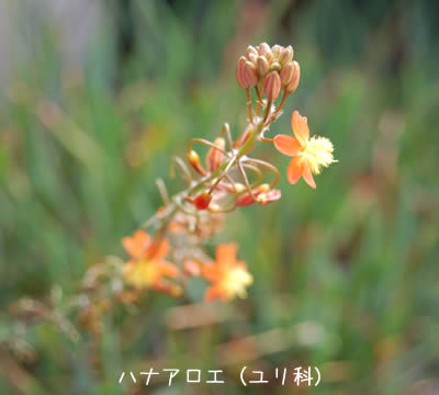 ハナアロエ（Sname flower)
