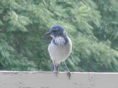きれいな青い色の鳥