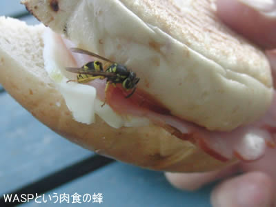 waspという肉食の蜂