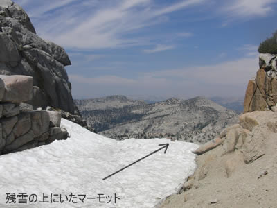 頂上のすぐ下にあった残雪、雪の上にはマーモットがいた