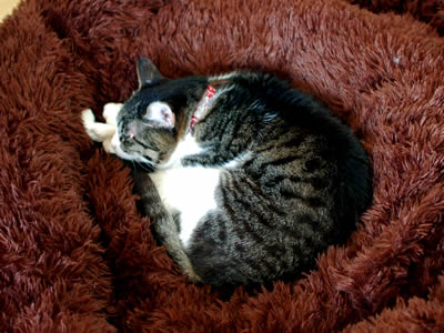 巨大猫ベッドで眠るケメコ