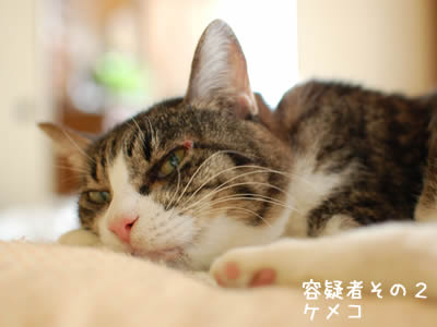 容疑者その2 ケメコ