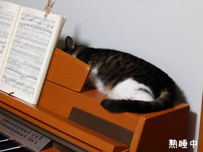 電子ピアノの上で眠るケメコ
