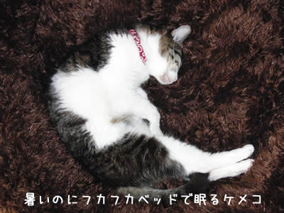 暑いのにフカフカ猫ベッドで眠るケメコ
