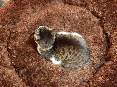 巨大猫ベッドのケメコ
