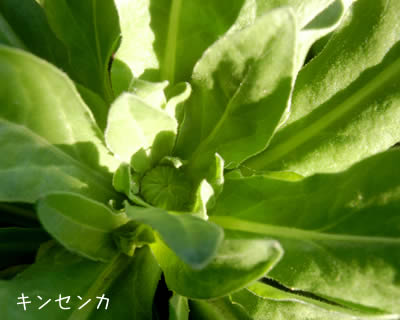 キンセンカ