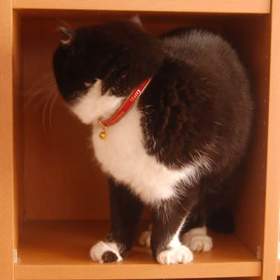 本棚探検