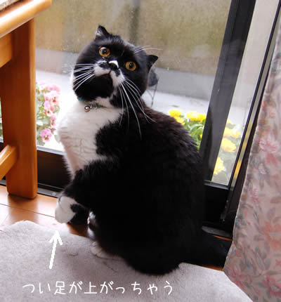 つい足があがっちゃう