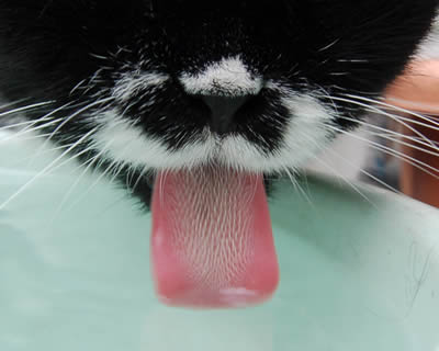 猫のくせにつるつるの舌