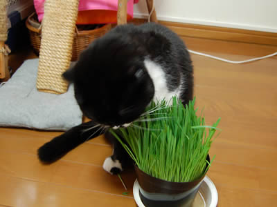 猫草だ♪