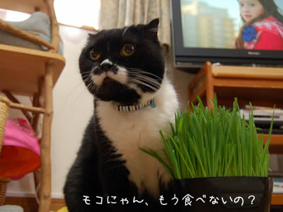 猫草だ♪