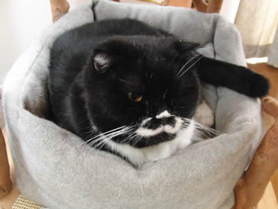 気温が下がってきて、猫ベッドを使うようになってきた今日この頃