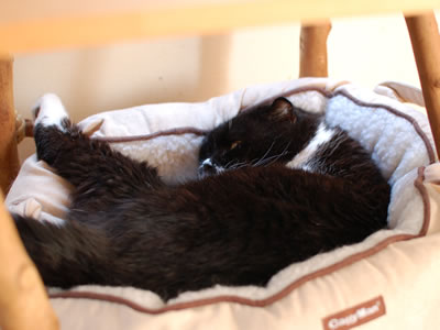 この猫ベッドは最高だ