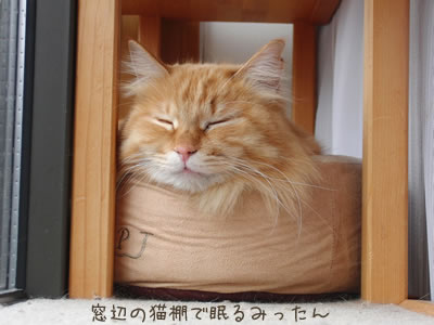 窓辺の猫棚で眠るみったん