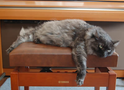 ピアノの椅子で寝るモコにゃん