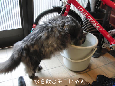 水を飲むモコにゃん