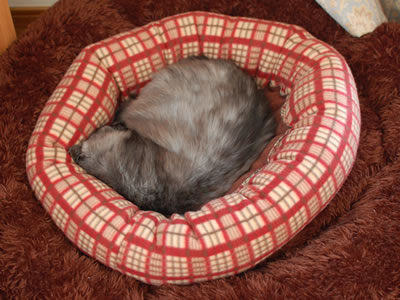 二重にした猫ベッドで眠るモコにゃん