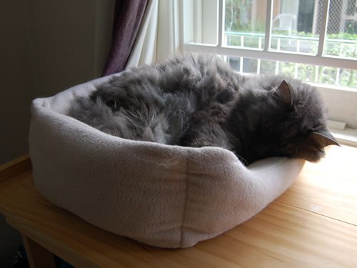 猫ベッドで昼寝をするモコにゃん