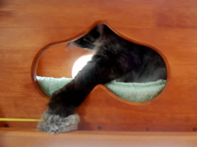 猫小屋の中のモコにゃん