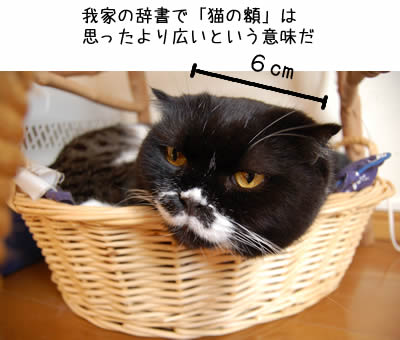 猫の額は案外広い