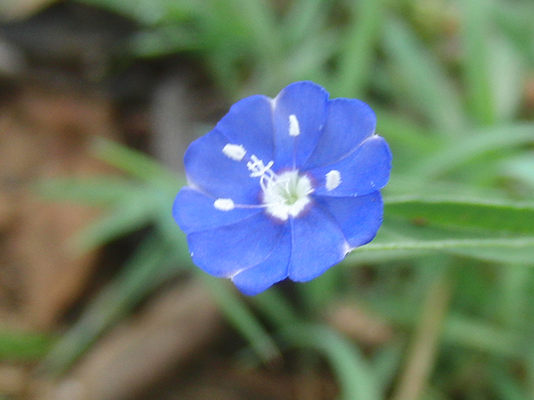 庭に生えてたかわいい青い花（名前不明）