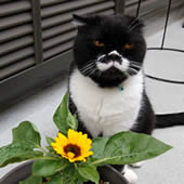 kuma