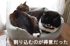 猫ベッドに割り込むケメコ