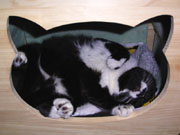 Kuma having a nice time in cat house
