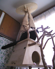 A small house on the Cat Tower1