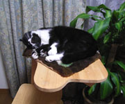 Kuma on the cat tower2