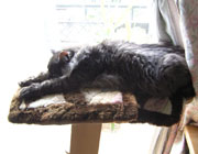Moko on the cat tower2