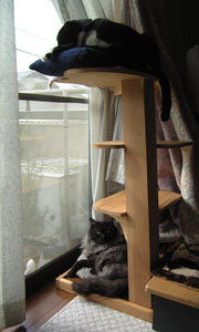 Cat Tower2