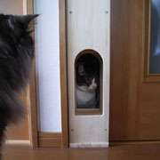 Cat Tunnel