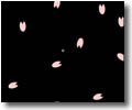 cherry blossom
