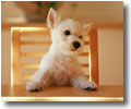 puppy no.1