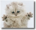 JAZZ HANDS