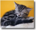 American Shorthair Kitten