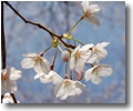 cherry blossom