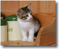 tabby kitten