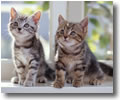 Two Kittens