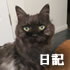 クマにゃん日記「猫棚２に集まる猫」