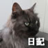 クマにゃん日記「お買い得クッション」